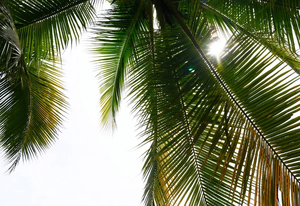 Гілка пальмового дерева на фоні світла — стокове фото