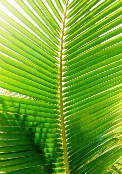 Palm trädgren mot ljuset — Stockfoto