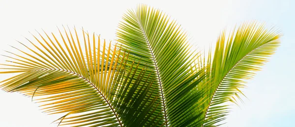 Ramo di palma contro la luce sulla spiaggia tropicale — Foto Stock