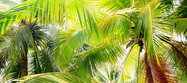 De vertakking van de beslissingsstructuur van Palm tegen het licht op het tropische strand — Stockfoto