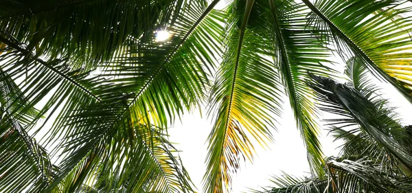 Palmiye ağacı dalı tropik sahilde ışığa karşı — Stok fotoğraf