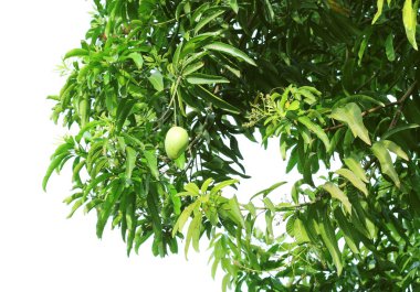 yeşil yaprakları. Mango ağacı (Mangifera indica)