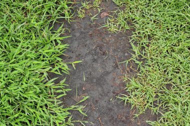 doğal zemin üzerine yeşil çimen