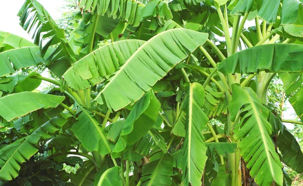 Banana se ne va. albero di banane . — Foto Stock