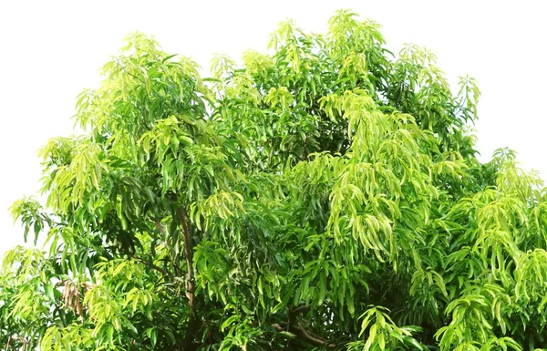 Folhas verdes. Manga (Mangifera indica ) — Fotografia de Stock