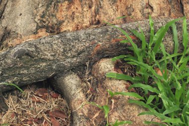 Ağaç kabuğu dokusu