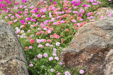 Ortak semizotu, Verdolaga, Pigweed, küçük Hogweed, Pusley