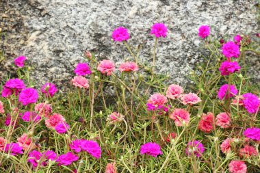 Ortak semizotu, Verdolaga, Pigweed, küçük Hogweed, Pusley