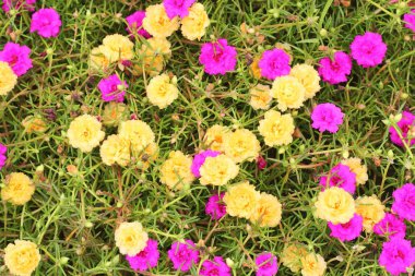 Ortak semizotu, Verdolaga, Pigweed, küçük Hogweed, Pusley