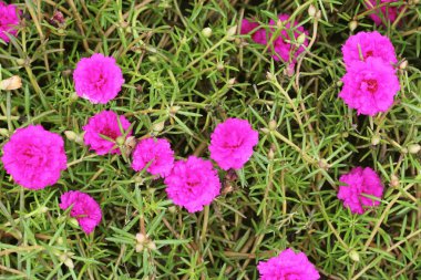 Ortak semizotu, Verdolaga, Pigweed, küçük Hogweed, Pusley