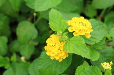 renkli lantana camara çiçekler