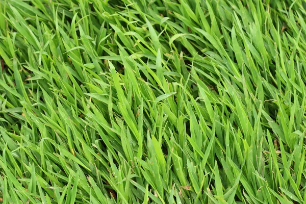 Green grass on natural background — Stock Photo, Image