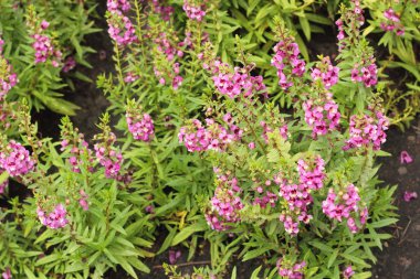 Pembe çiçek ya da Angelonia goyazensis Benth