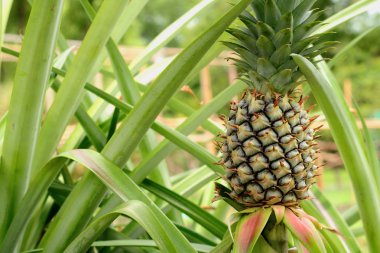 ananas gruptaki