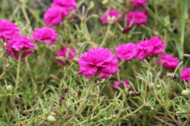 Ortak Semizotu veya Verdolaga.