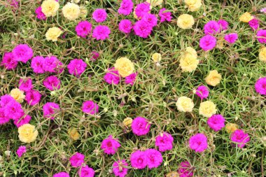 Ortak Semizotu veya Verdolaga.