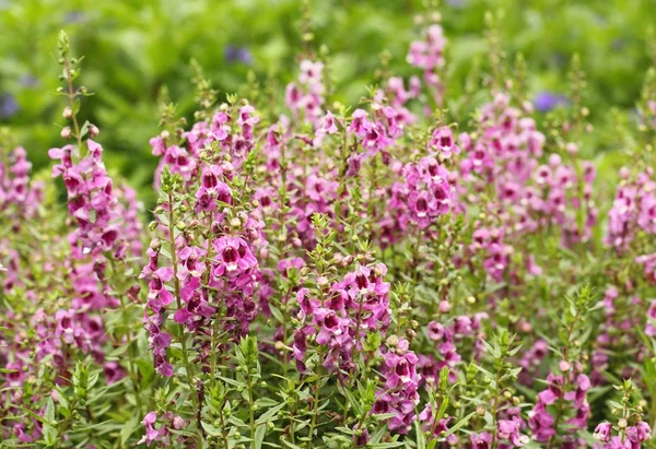 Flor rosa o Angelonia goyazensis Benth — Foto de Stock