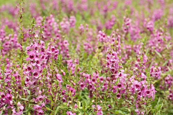 Flor rosa o Angelonia goyazensis Benth — Foto de Stock