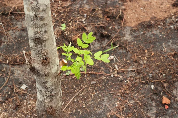 Textura casca de árvore com plantas verdes . — Fotografia de Stock