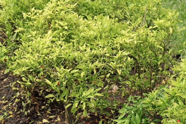 Chili peppers on tree at an organic chili farm — Stock Photo, Image