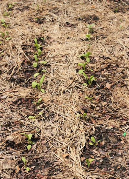 Orto con agricoltura biologica — Foto Stock