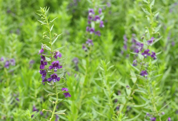 Primer plano de flor púrpura o Waew Wichian o Angelonia goyazensis Benth; estilo tailandés forget-me-not — Foto de Stock