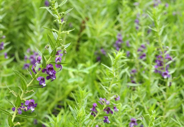 Primer plano de flor púrpura o Waew Wichian o Angelonia goyazensis Benth; estilo tailandés forget-me-not — Foto de Stock