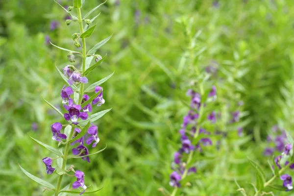 Primer plano de flor púrpura o Waew Wichian o Angelonia goyazensis Benth; estilo tailandés forget-me-not — Foto de Stock