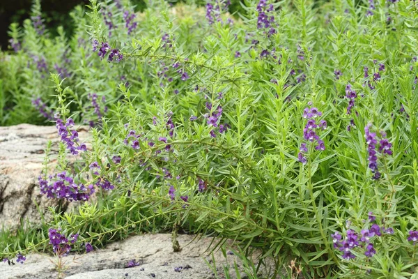 Primer plano de flor púrpura o Waew Wichian o Angelonia goyazensis Benth; estilo tailandés forget-me-not — Foto de Stock