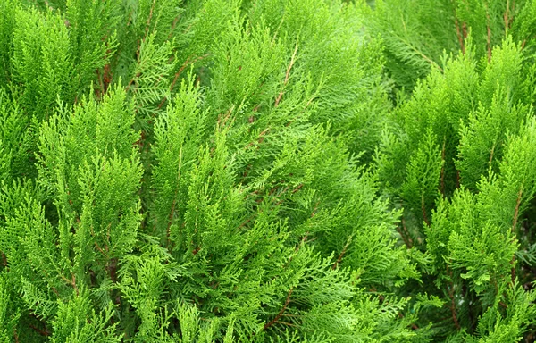 Furu blad av naturen, pine textur bakgrund — Stockfoto