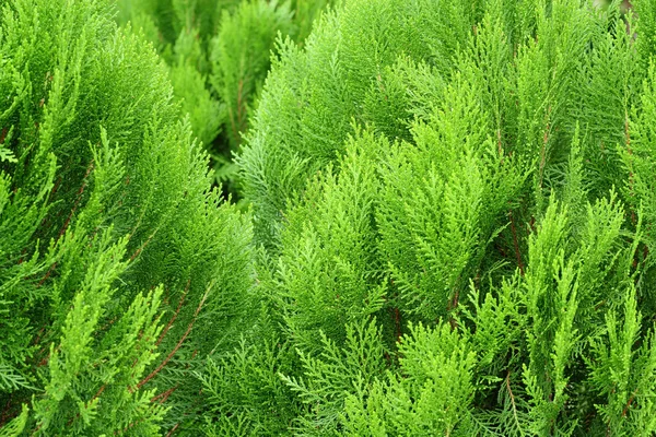 Furu blad av naturen, pine textur bakgrund — Stockfoto