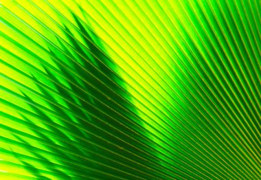 doku yeşil palmiye yaprağı