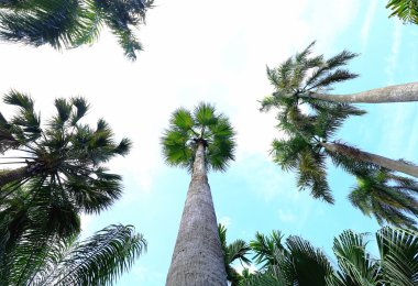 Mavi gökyüzüne karşı palmiye ağaçları