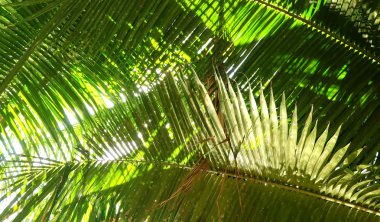 Palmiye ağacı dalı tropik sahilde ışığa karşı