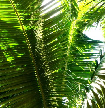 Palmiye ağacı dalı tropik sahilde ışığa karşı.