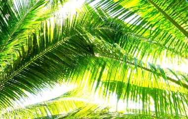 Palmiye ağacı dalı tropik sahilde ışığa karşı