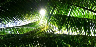 Palmiye ağacı dalı ışığa karşı