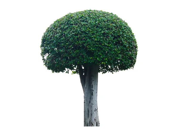Streblus asper Baum isoliert auf weißem Hintergrund — Stockfoto