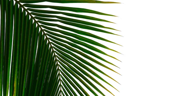 Beyaz arkaplanda palmiye yaprakları