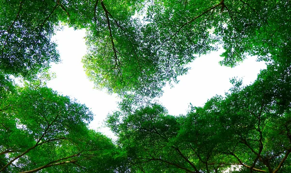 Green forest background in a sunny day — Stock Photo, Image