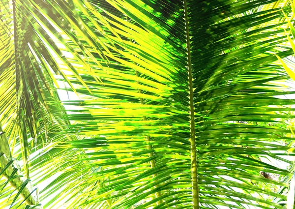 Coconut palm bomen perspectief weergave — Stockfoto