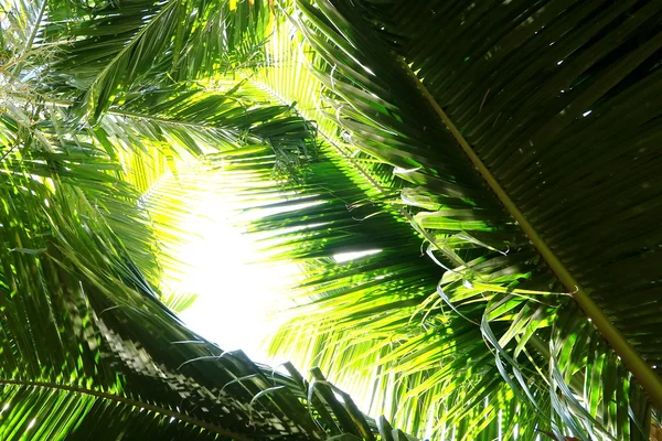 Dłoń drzewo gałąź pod światło na tropikalnej plaży — Zdjęcie stockowe