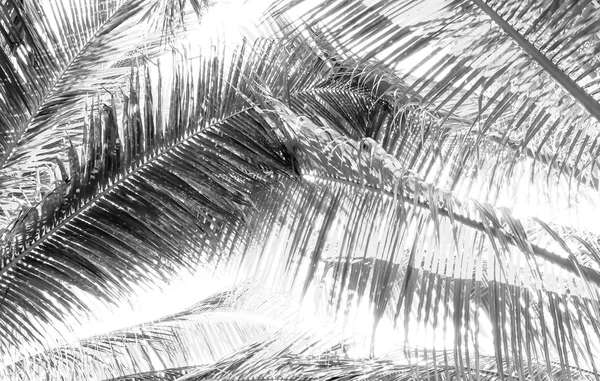 Palmiye ağacı dalı tarzı siyah ve beyaz ışıkla karşı — Stok fotoğraf