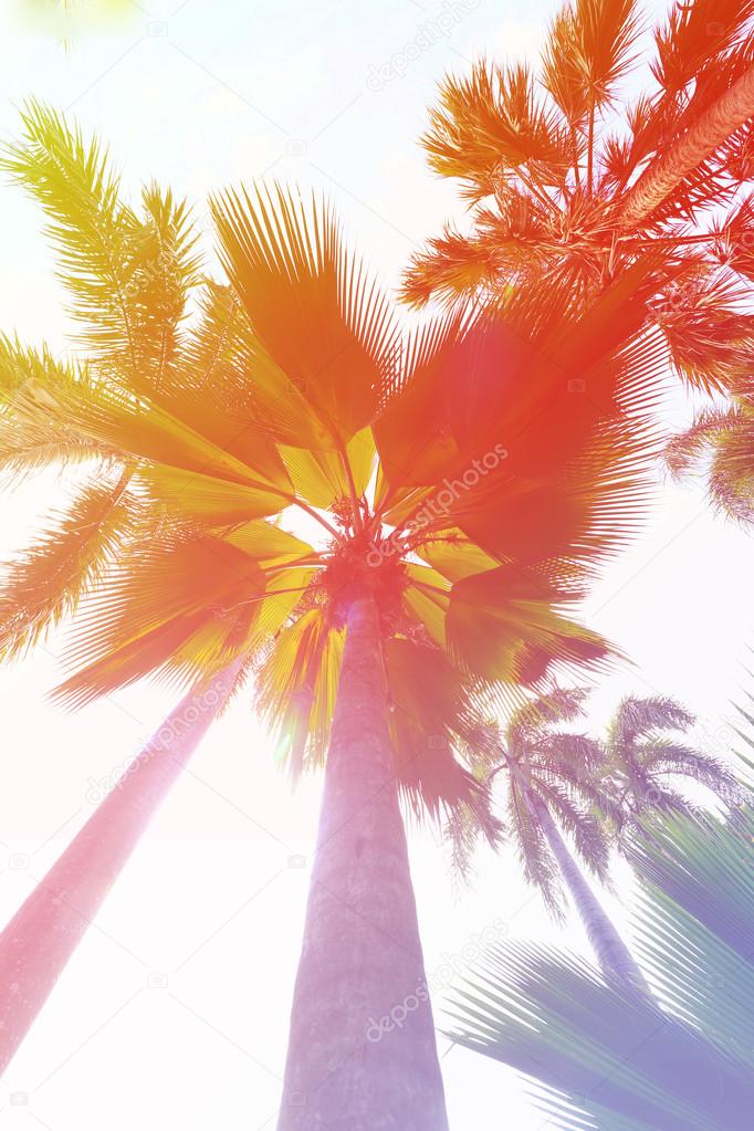 Palm trees at sunset light, at tropical coast,made with Vintage Tones,Warm tones