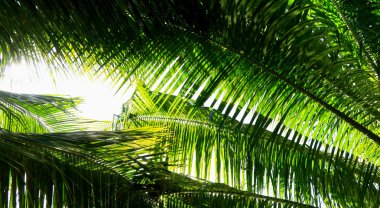 Palmiye ağacı dalı ışığa karşı