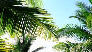 Palmiye ağacı dalı ışığa karşı