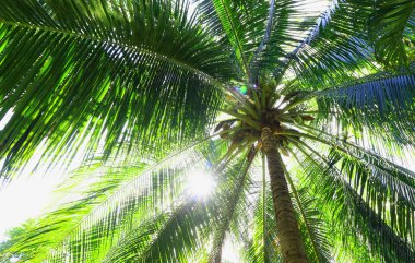 Hindistan cevizi hurma ağaçları perspektif görünüm