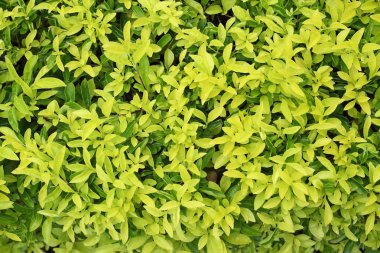 Işık yeşil yaprak arka plan