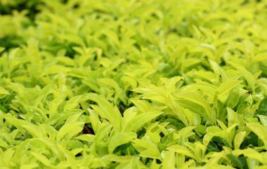 Işık yeşil yaprak arka plan