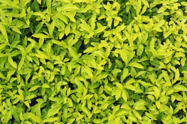 Işık yeşil yaprak arka plan